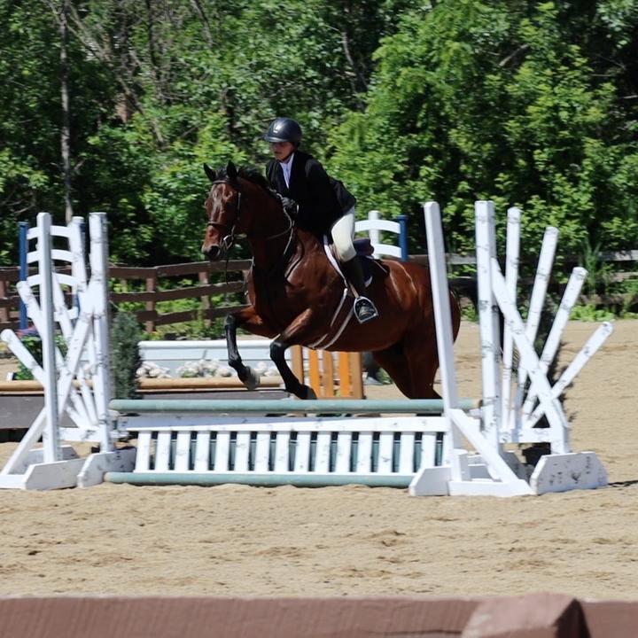 equestrian.cause.why.not