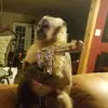 Tommy The monkey - @tommy.the.monkey8 - TikTok