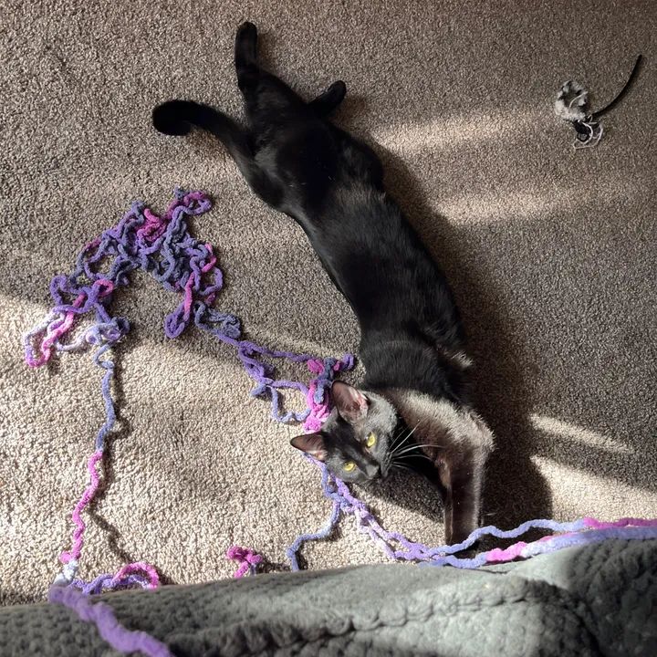 pennelopee🍉🌊🌄😸 (@penelope_skies) - Urlebird