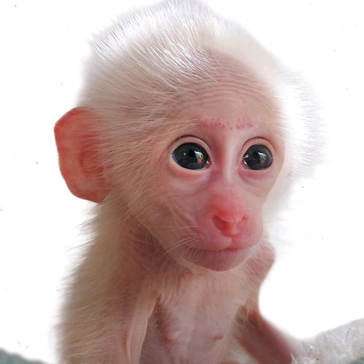 @babymoonmonkey