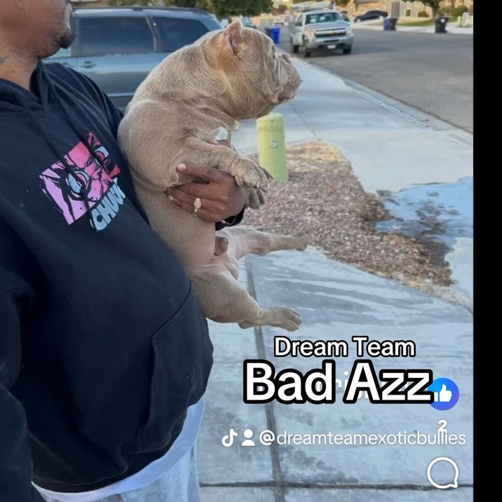 dreamteamexoticbullies