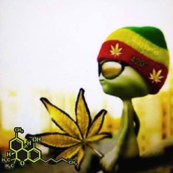 waynegreene415