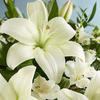 rosafiallos16